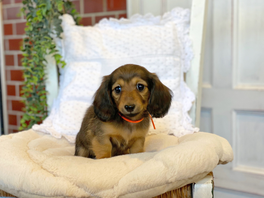 カニンヘン ダックスフンド カイラ & 竹千代の子犬 レッド 女の子（1）