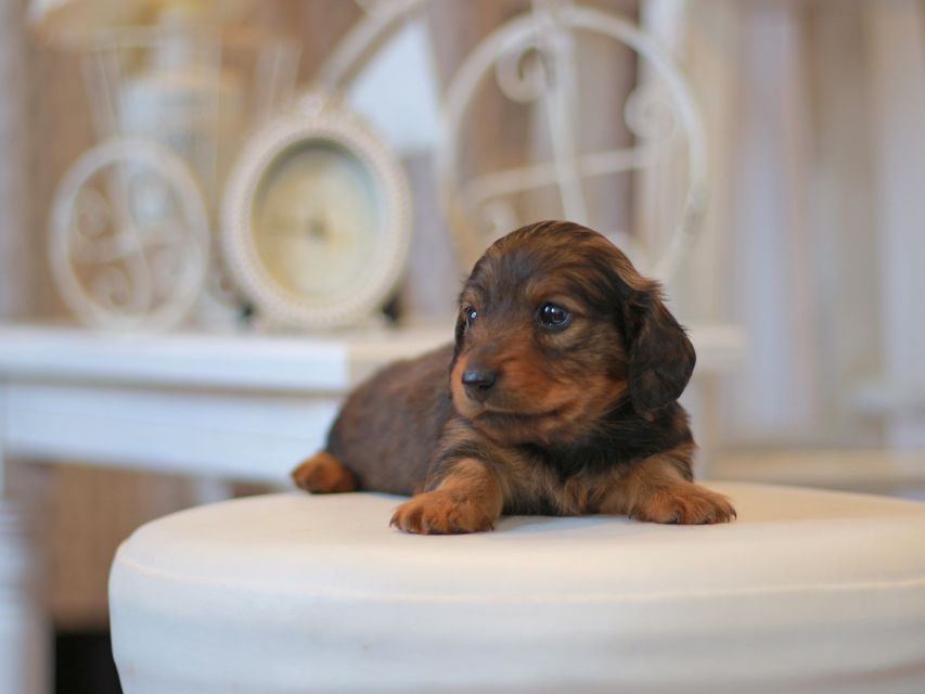 カニンヘン ダックスフンド シャイン&ボノの子犬 レッド 男の子