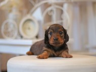 Kaninchen-Dachshund0733