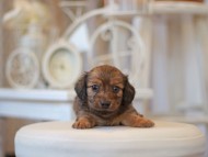 Kaninchen-Dachshund0742 Kaninchen-Dachshund0742