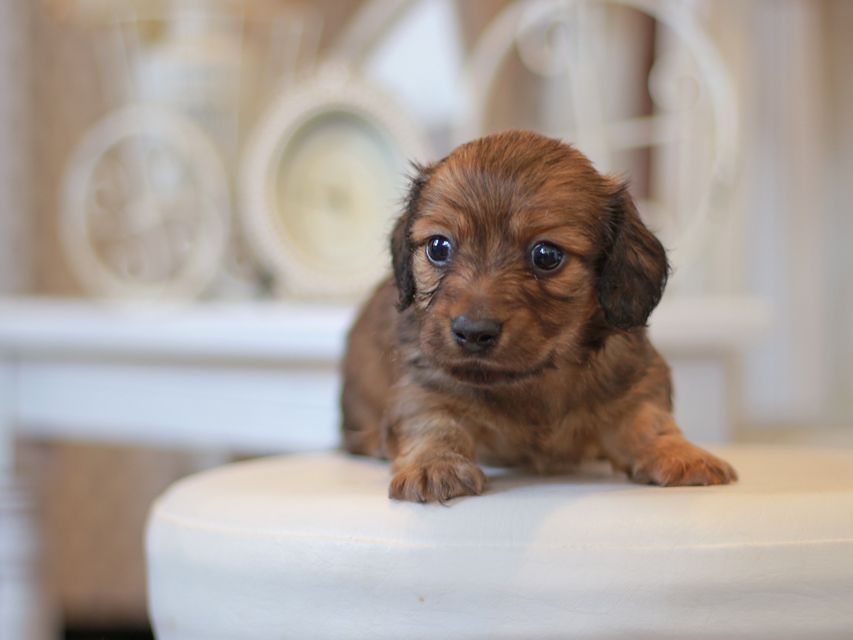 カニンヘン ダックスフンド ユーツー&スカッシュの子犬 レッド 男の子
