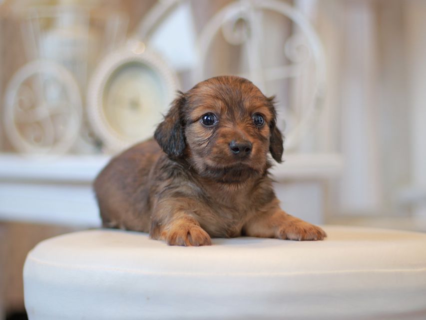 カニンヘン ダックスフンド ユーツー&スカッシュの子犬 レッド 男の子
