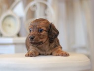 Kaninchen-Dachshund0757