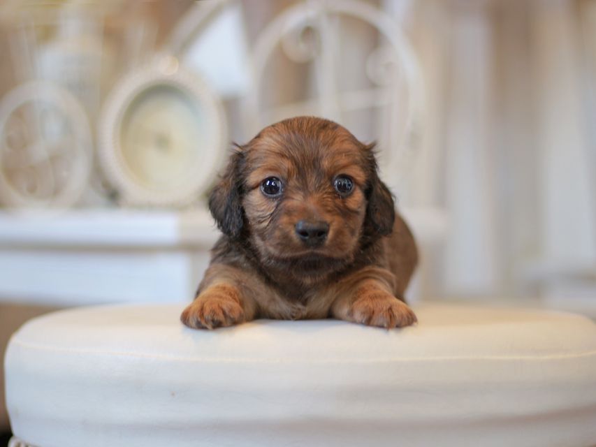 カニンヘン ダックスフンド ユーツー&スカッシュの子犬 レッド 男の子