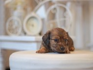 Kaninchen-Dachshund0766