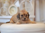 Kaninchen-Dachshund0777 Kaninchen-Dachshund0777