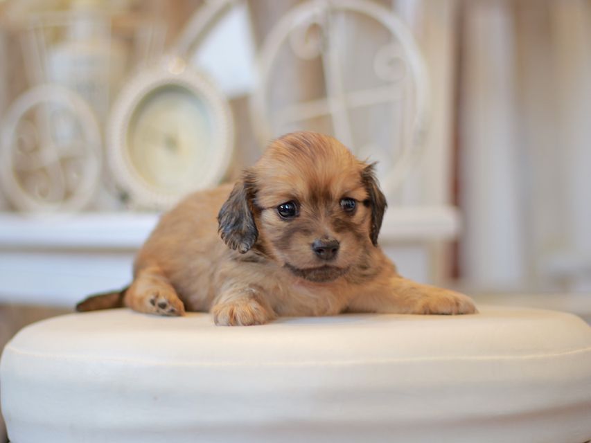 カニンヘン ダックスフンド ユーツー&スカッシュの子犬 イエロー(クリーム) 女の子Kaninchen-Dachshund0777 カニンヘン ダックスフンド ユーツー&スカッシュの子犬 イエロー(クリーム) 女の子