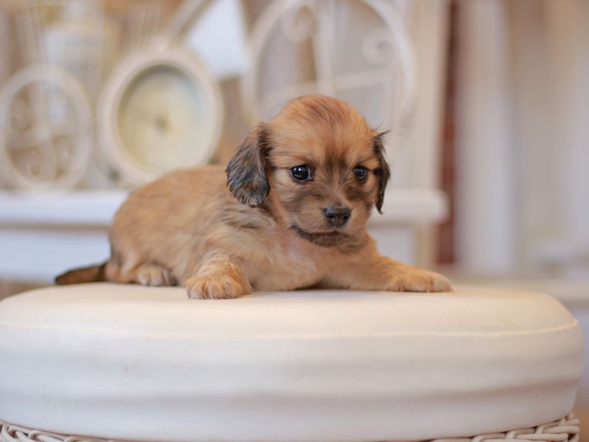 カニンヘン ダックスフンド ユーツー&スカッシュの子犬 イエロー(クリーム) 女の子Kaninchen-Dachshund0778 カニンヘン ダックスフンド ユーツー&スカッシュの子犬 イエロー(クリーム) 女の子