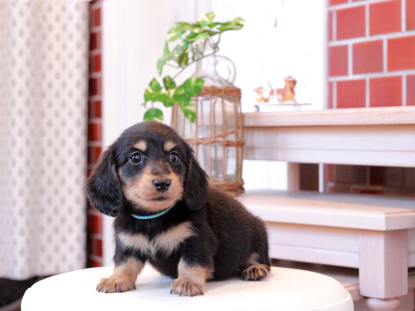 カニンヘン ダックスフンド カイラ & ピーターの子犬 ブラックイエロー（ブラッククリーム） 男の子（1）