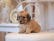 Kaninchen-Dachshund0786 Kaninchen-Dachshund0786