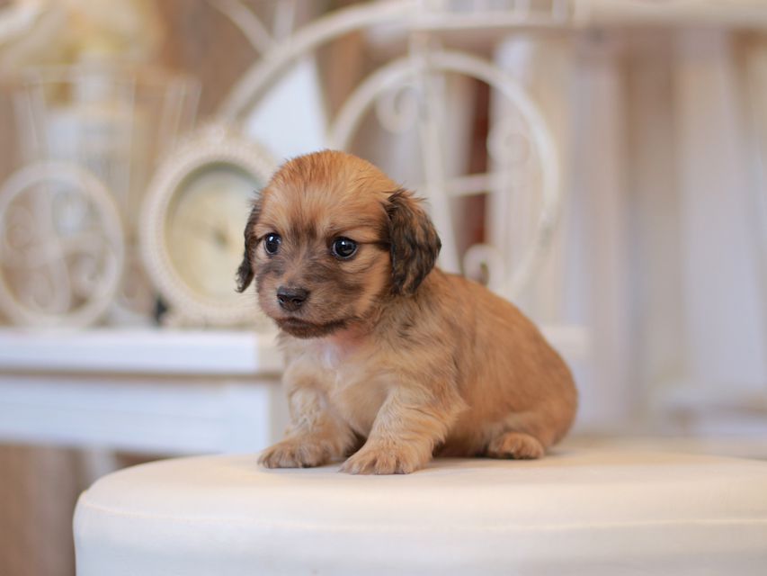 カニンヘン ダックスフンド ユーツー&スカッシュの子犬 イエロー(クリーム) 女の子Kaninchen-Dachshund0786 カニンヘン ダックスフンド ユーツー&スカッシュの子犬 イエロー(クリーム) 女の子