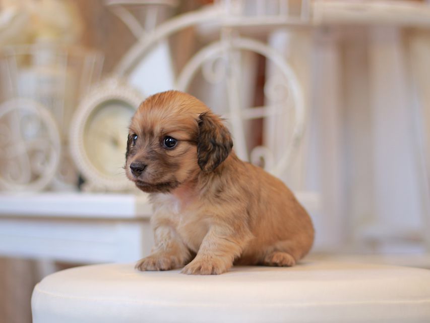 カニンヘン ダックスフンド ユーツー&スカッシュの子犬 イエロー(クリーム) 女の子Kaninchen-Dachshund0787 カニンヘン ダックスフンド ユーツー&スカッシュの子犬 イエロー(クリーム) 女の子