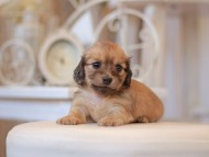 Kaninchen-Dachshund0791 Kaninchen-Dachshund0791