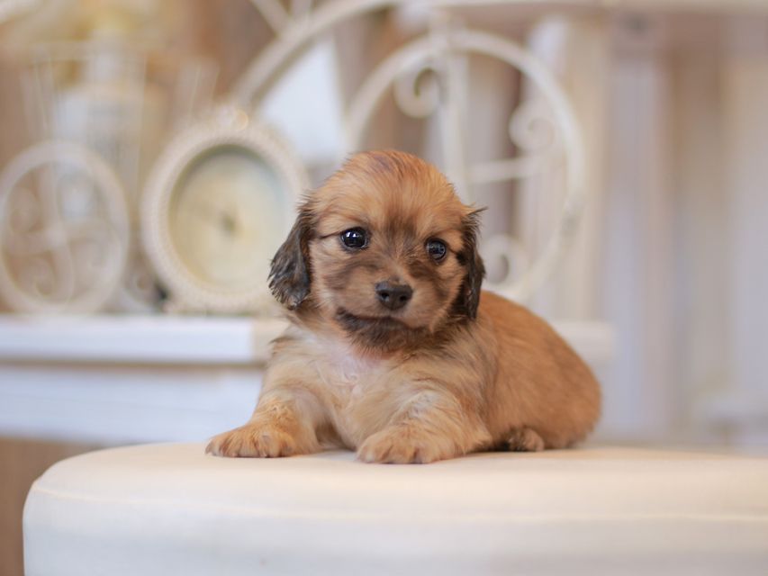 カニンヘン ダックスフンド ユーツー&スカッシュの子犬 イエロー(クリーム) 女の子Kaninchen-Dachshund0791 カニンヘン ダックスフンド ユーツー&スカッシュの子犬 イエロー(クリーム) 女の子