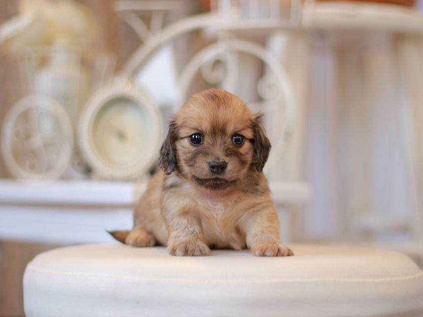 カニンヘン ダックスフンド ユーツー&スカッシュの子犬 イエロー(クリーム) 女の子Kaninchen-Dachshund0797 カニンヘン ダックスフンド ユーツー&スカッシュの子犬 イエロー(クリーム) 女の子