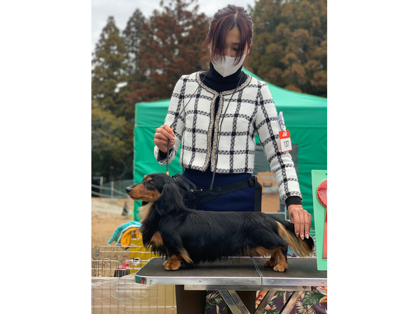 カニンヘン ダックスフンド 【ドッグショー】ピーター