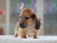 Kaninchen-Dachshund0809
