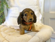 Kaninchen-Dachshund081 Kaninchen-Dachshund081