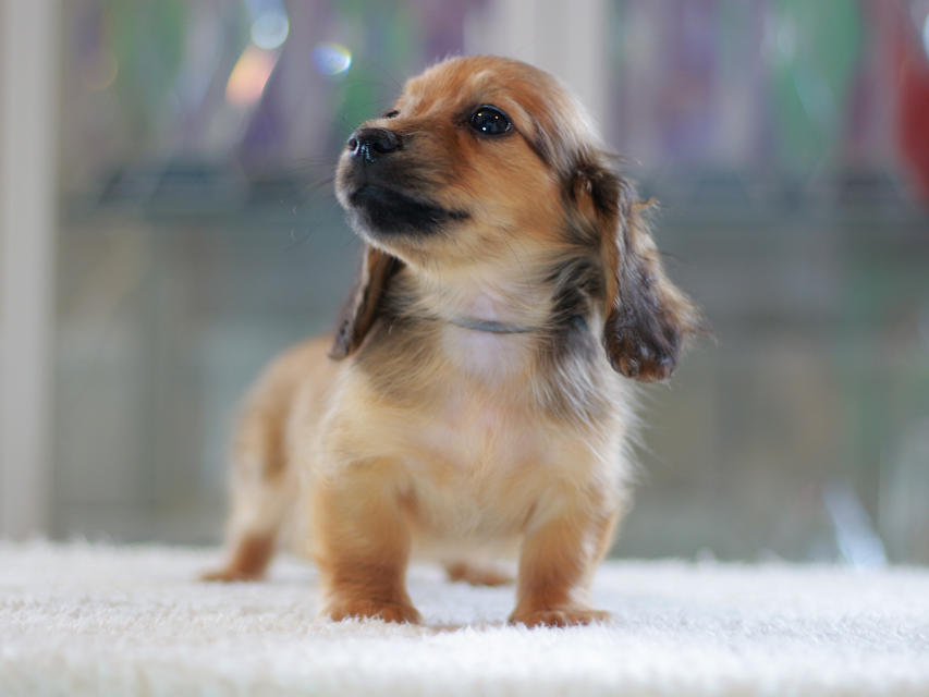 カニンヘン ダックスフンド ローリー&ブイの子犬 レッド 男の子(1)