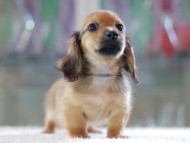 Kaninchen-Dachshund0820