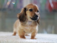 Kaninchen-Dachshund0822