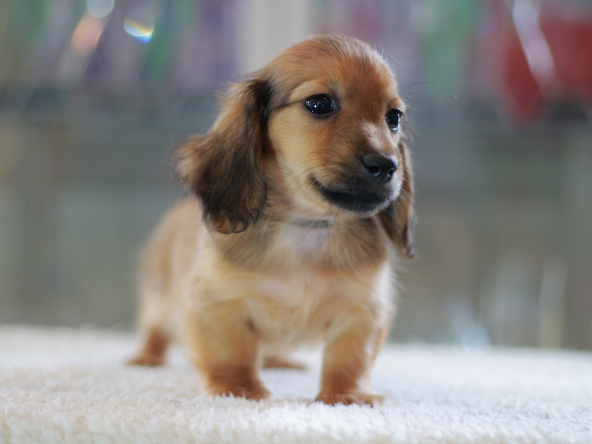 カニンヘン ダックスフンド ローリー&ブイの子犬 レッド 男の子(1)