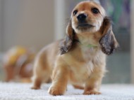 Kaninchen-Dachshund0832