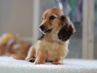 Kaninchen-Dachshund0834 Kaninchen-Dachshund0834