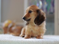 Kaninchen-Dachshund0835 Kaninchen-Dachshund0835