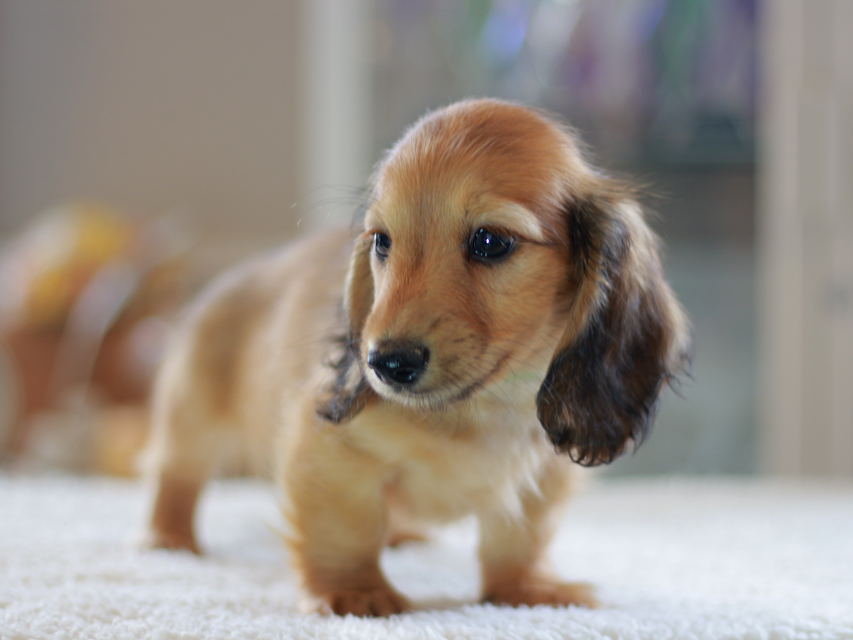 カニンヘン ダックスフンド ローリー&ブイの子犬 レッド 男の子(2)