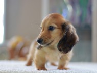 Kaninchen-Dachshund0841