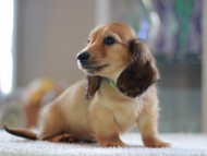 Kaninchen-Dachshund0843