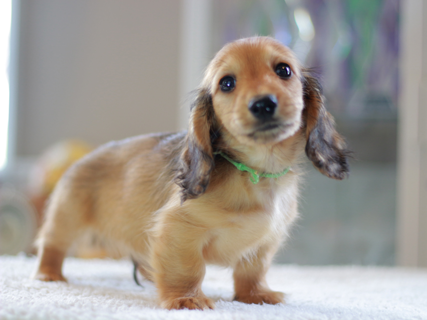 カニンヘン ダックスフンド ローリー&ブイの子犬 レッド 男の子(2)