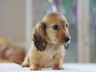 Kaninchen-Dachshund0851