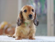 Kaninchen-Dachshund0852
