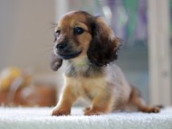 Kaninchen-Dachshund0857