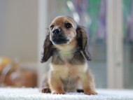 Kaninchen-Dachshund0868