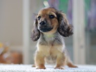 Kaninchen-Dachshund0869