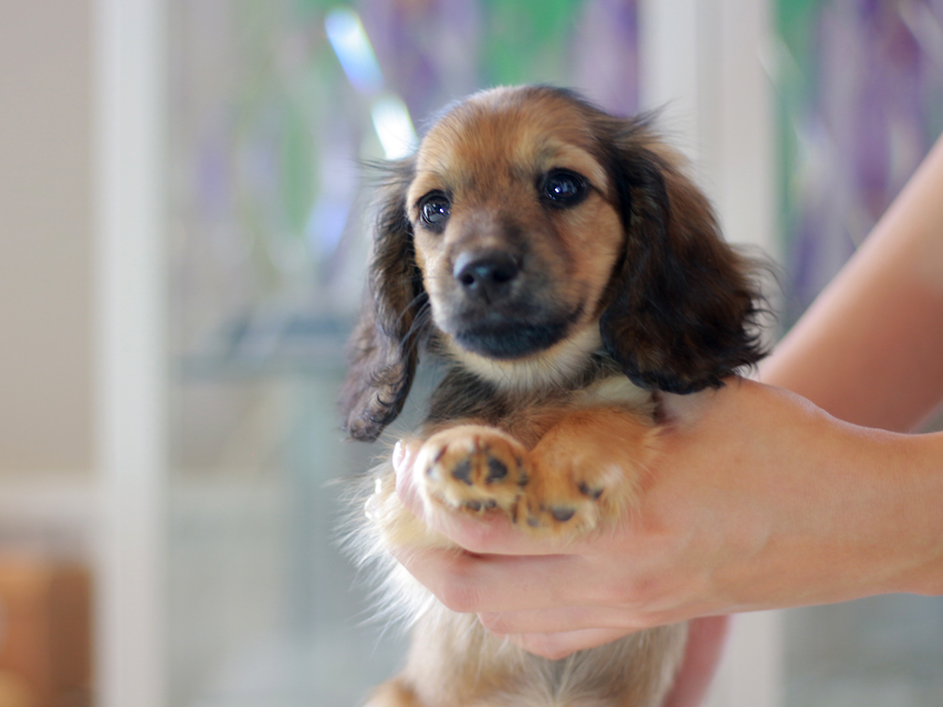 カニンヘン ダックスフンド ローリー&ブイの子犬 イエロー（クリーム） 女の子