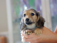 Kaninchen-Dachshund0898