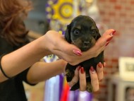 Kaninchen-Dachshund09