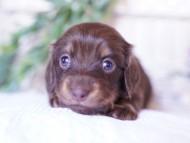 ピノ & ブルースの子犬 チョコイエロー（チョコクリーム） 女の子