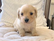 Kaninchen-Dachshund091