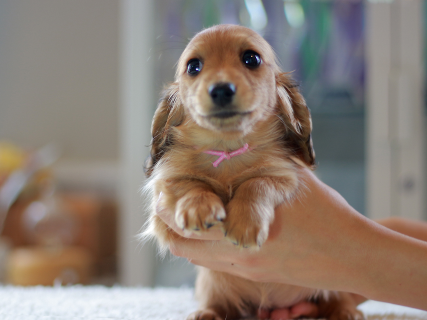 カニンヘン ダックスフンド ノン&パッションの子犬 レッド 女の子(1)Kaninchen-Dachshund0915 カニンヘン ダックスフンド ノン&パッションの子犬 レッド 女の子(1)