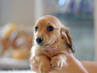 Kaninchen-Dachshund0920 Kaninchen-Dachshund0920