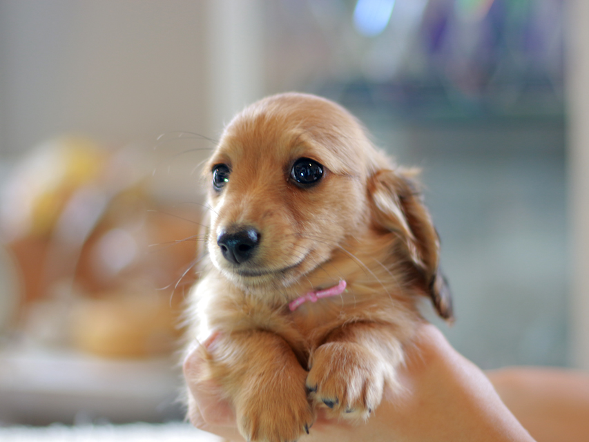 カニンヘン ダックスフンド ノン&パッションの子犬 レッド 女の子(1)Kaninchen-Dachshund0920 カニンヘン ダックスフンド ノン&パッションの子犬 レッド 女の子(1)