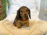 Kaninchen-Dachshund092 Kaninchen-Dachshund092