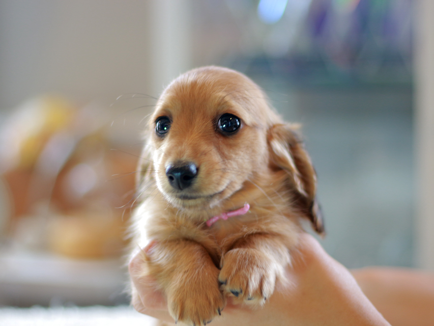 カニンヘン ダックスフンド ノン&パッションの子犬 レッド 女の子(1)Kaninchen-Dachshund0921 カニンヘン ダックスフンド ノン&パッションの子犬 レッド 女の子(1)