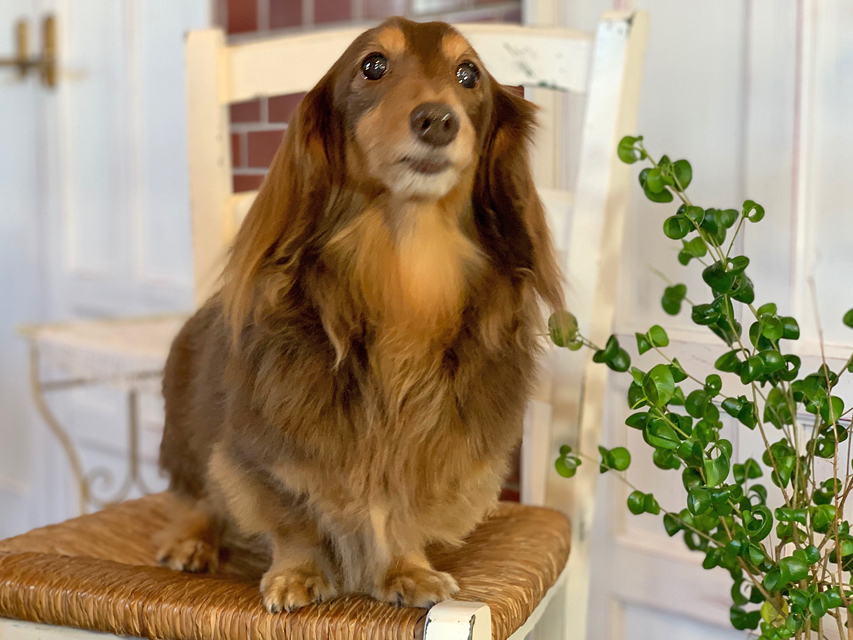 カニンヘン ダックスフンド 武蔵と小梅の子