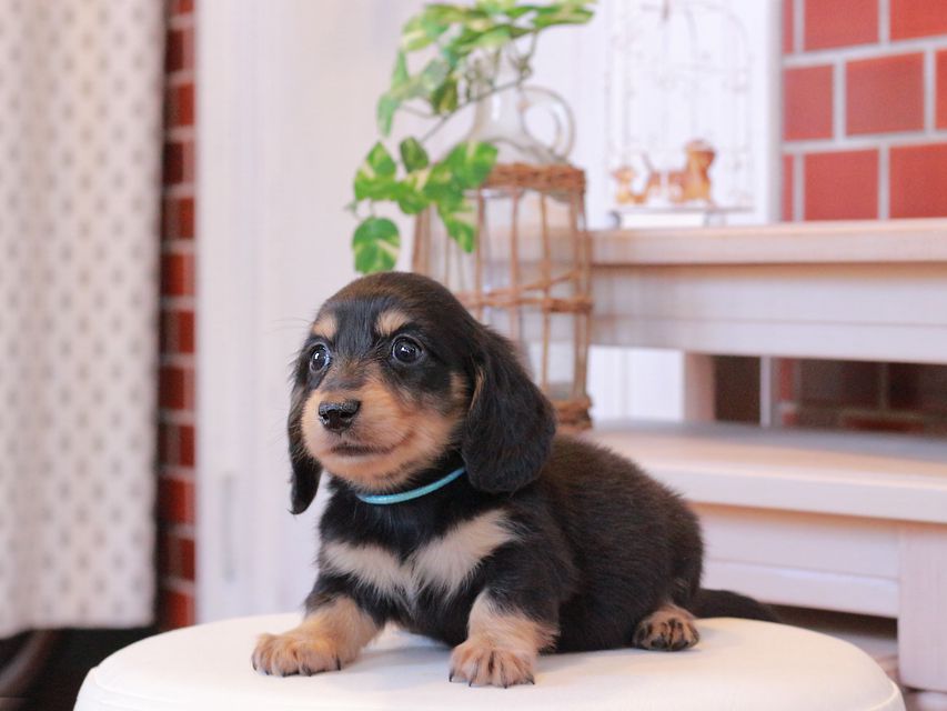 カニンヘン ダックスフンド カイラ & ピーターの子犬 ブラックイエロー（ブラッククリーム） 男の子（1）